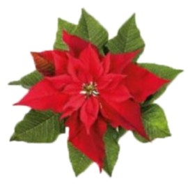 Комплект метален кутер със силиконови щампи "Коледна звезда" - 3 елемента