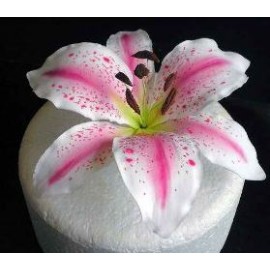 Форма за Лилиум